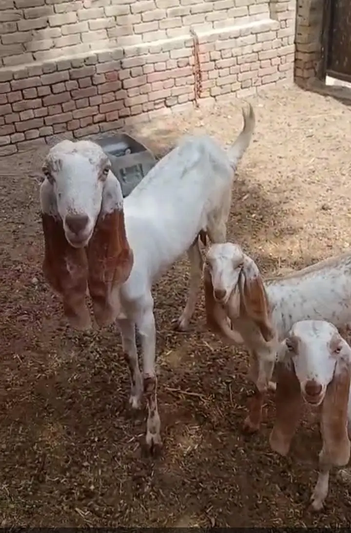Makhi cheeni Gaban bakri urgent sale — photo 5