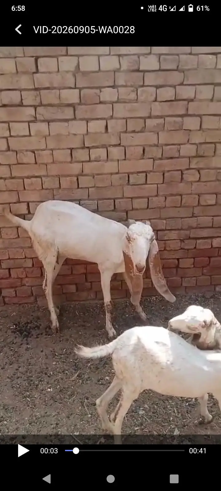 Makhi cheeni Gaban bakri urgent sale — photo 6