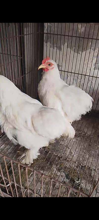 white bantam pair