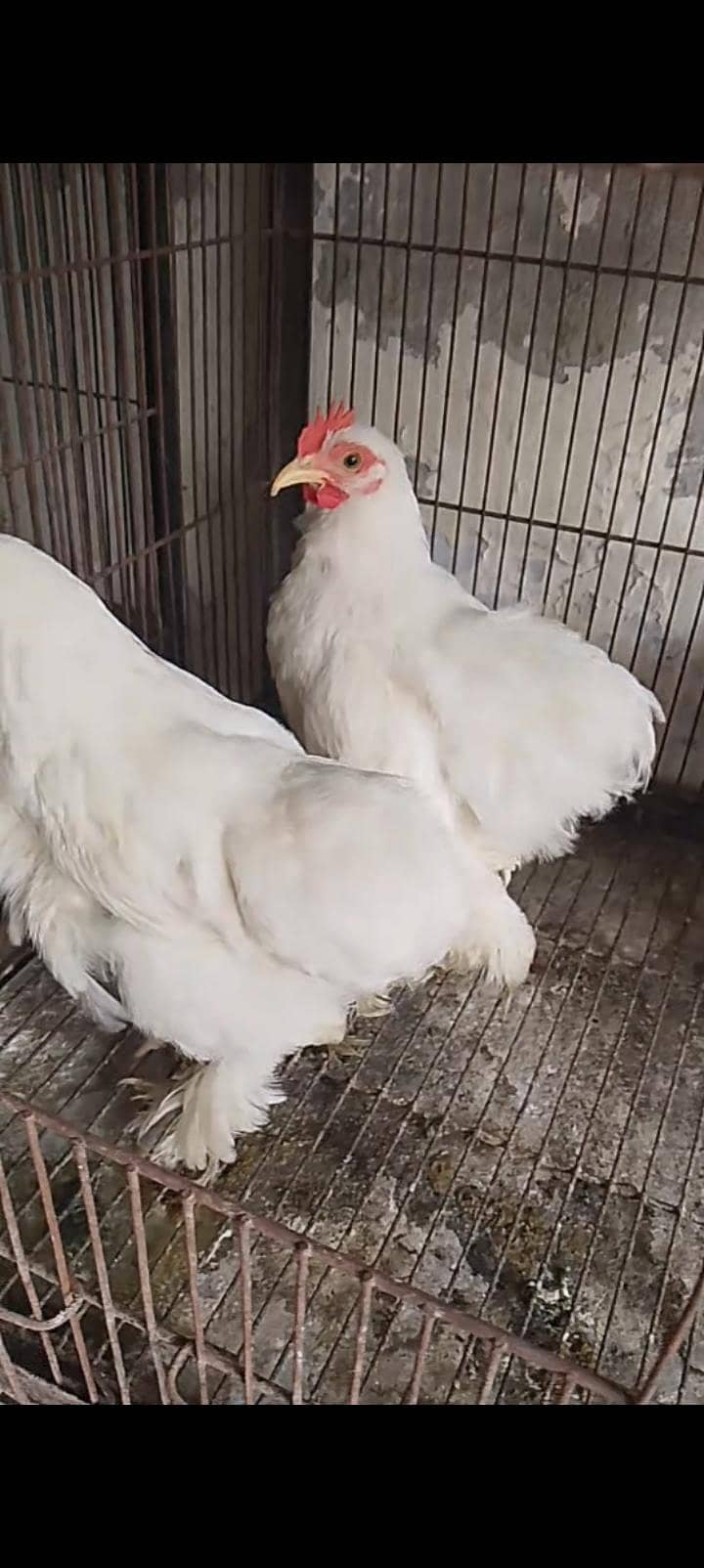 white bantam pair 0
