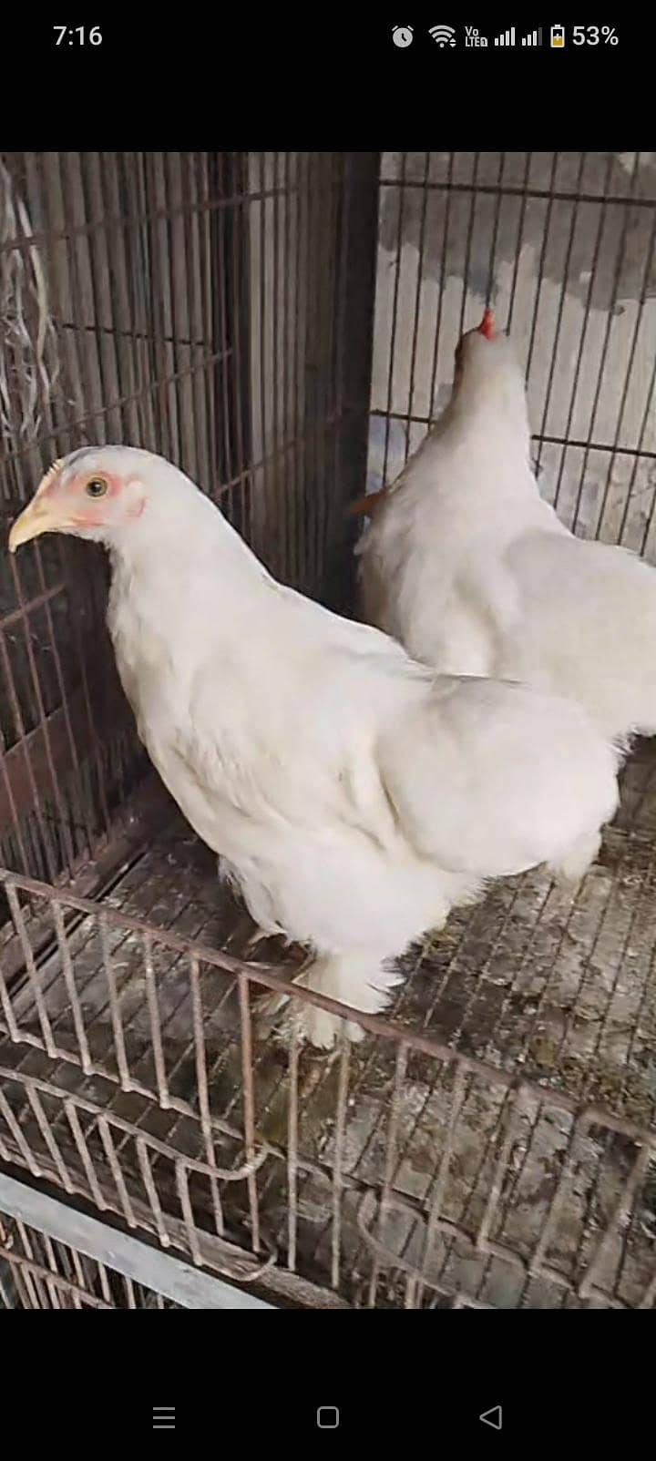 white bantam pair 1