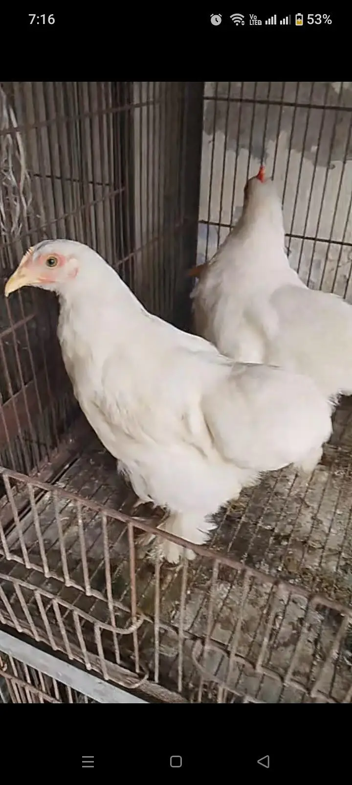 white bantam pair — photo 2