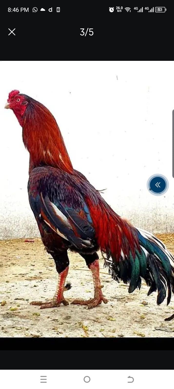 Amroha 0