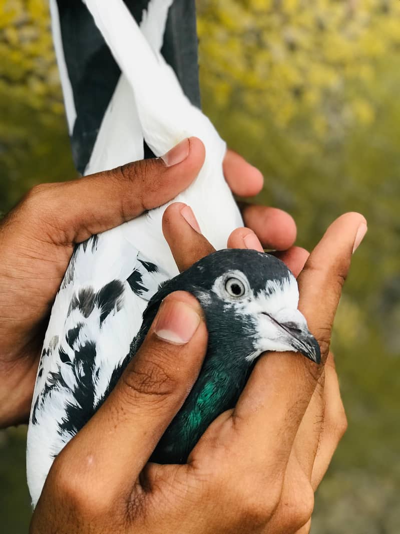 ali wala 1