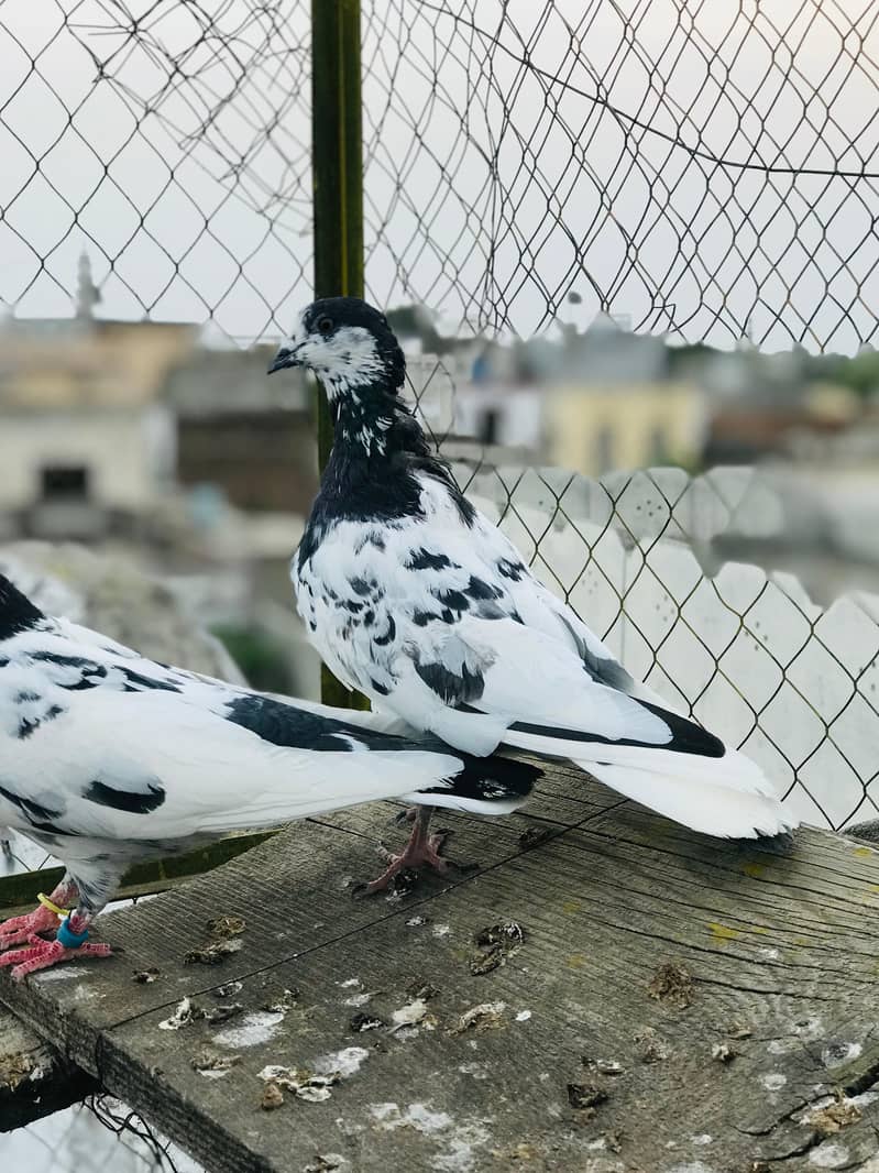 ali wala 6