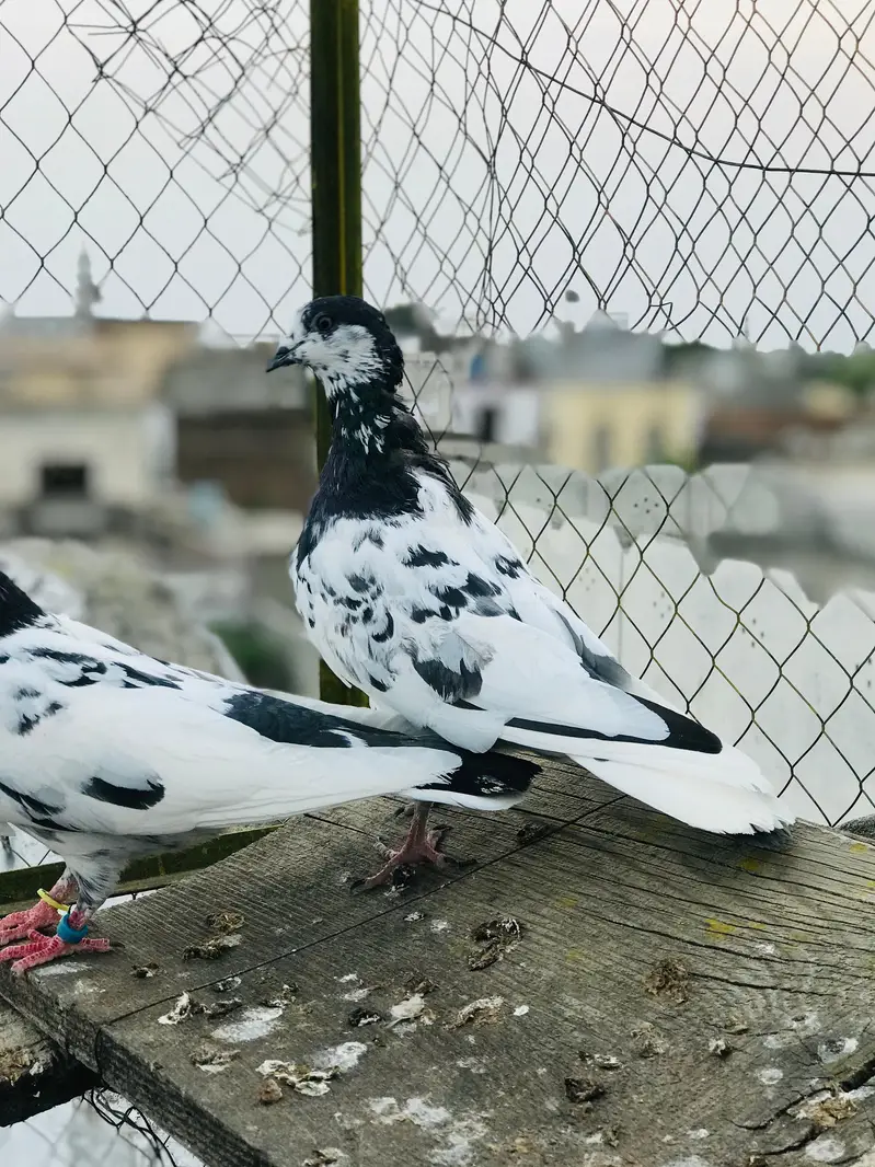ali wala — photo 7