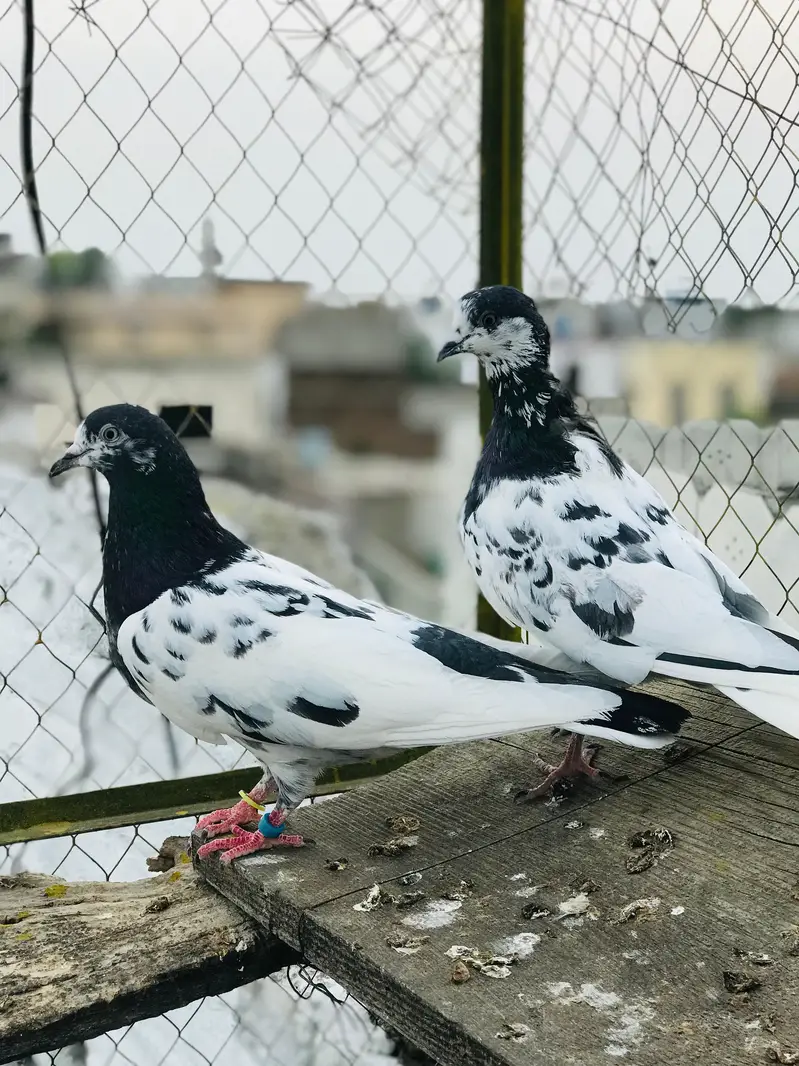 ali wala — photo 8