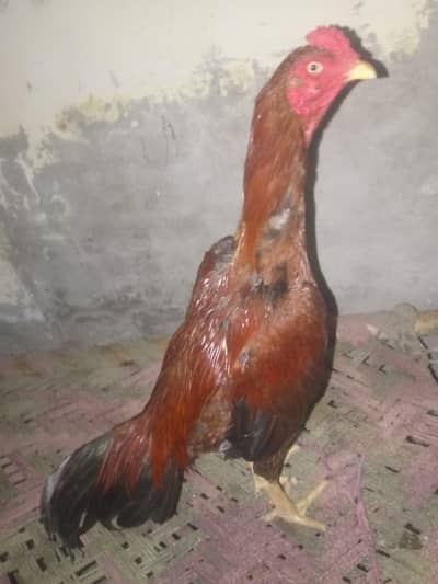 Aseel Morgay Shamo karas