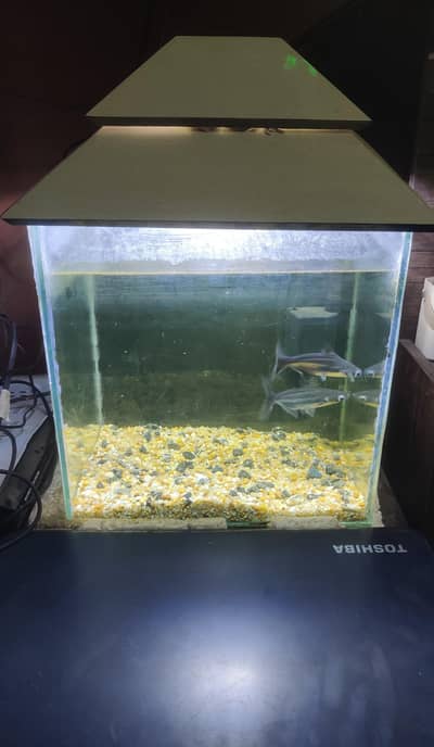 Aquarium with shark fish pair