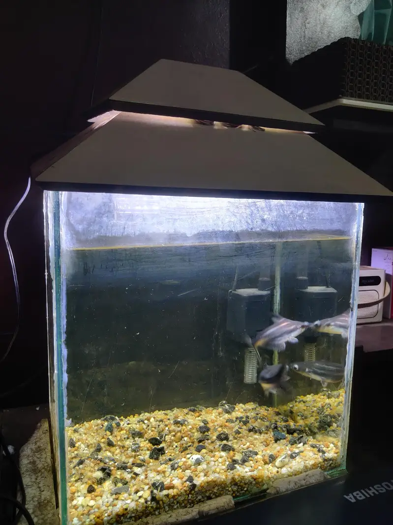 Aquarium with shark fish pair — photo 2