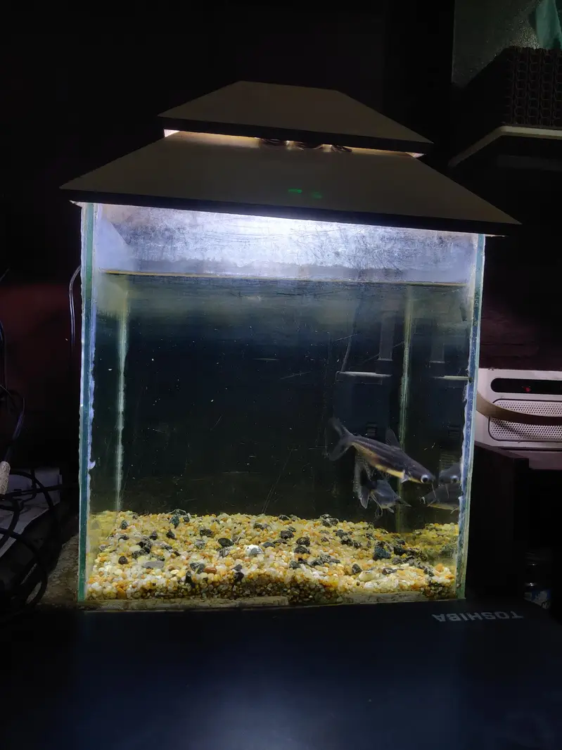 Aquarium with shark fish pair — photo 3