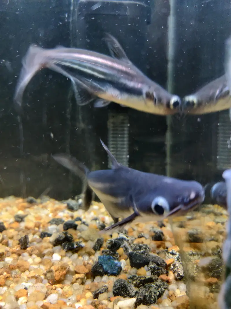 Aquarium with shark fish pair — photo 4