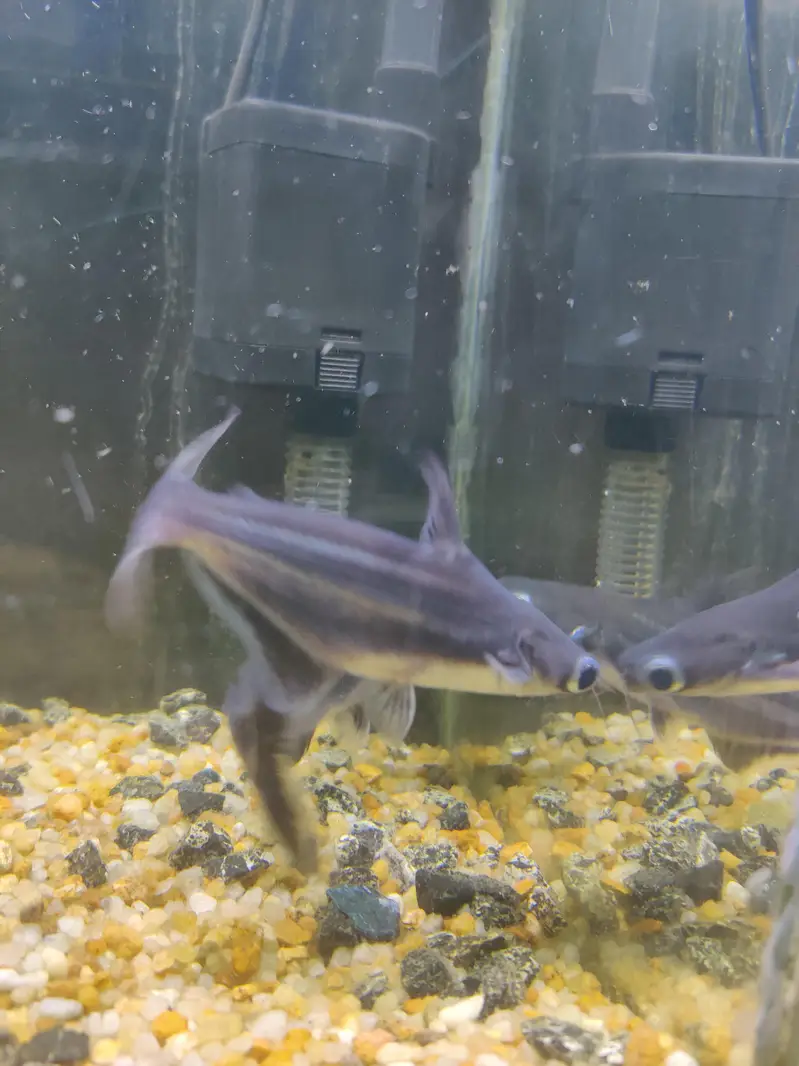 Aquarium with shark fish pair — photo 5