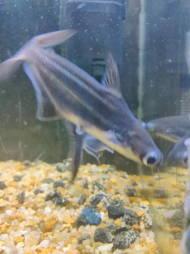 Aquarium with shark fish pair — photo 6