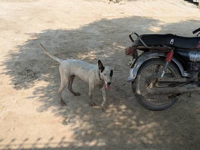 Gultair dog puppy available