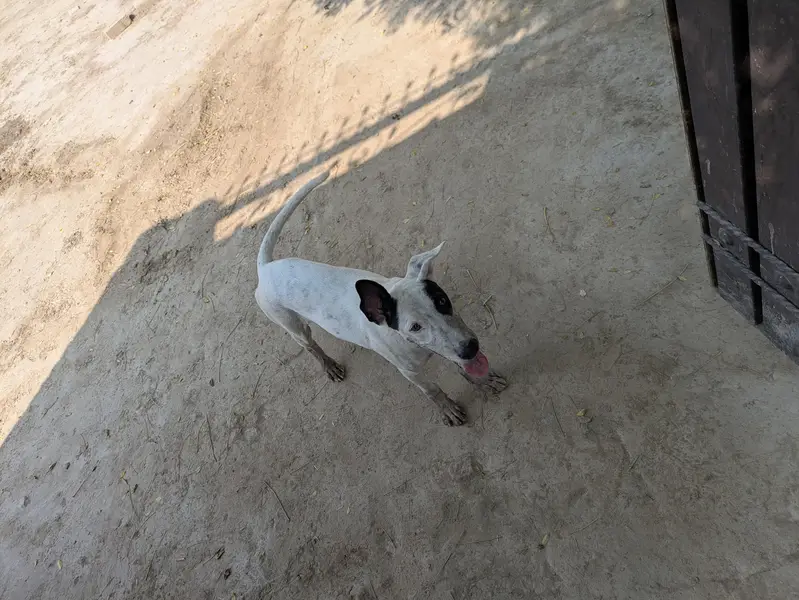 Gultair dog puppy available — photo 2