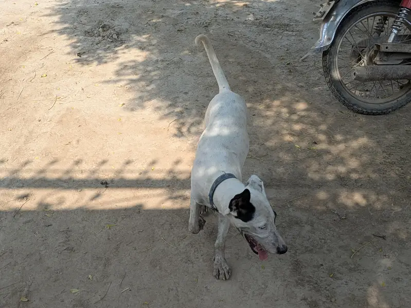 Gultair dog puppy available — photo 3
