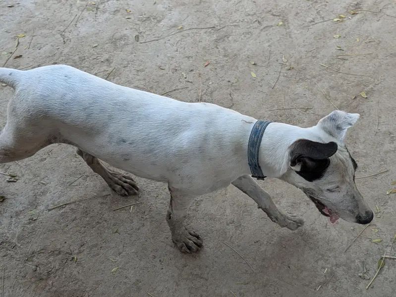Gultair dog puppy available — photo 4
