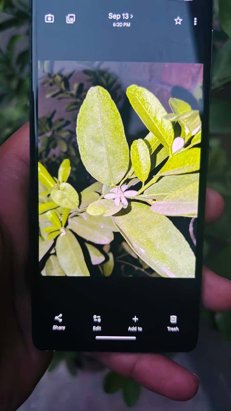 Google Pixel 6a 8