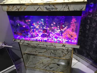 Tetra color 91 fishes