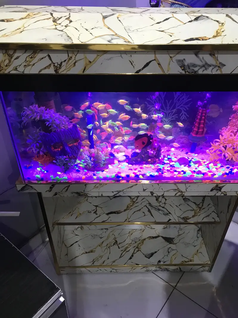 Tetra color 91 fishes — photo 3