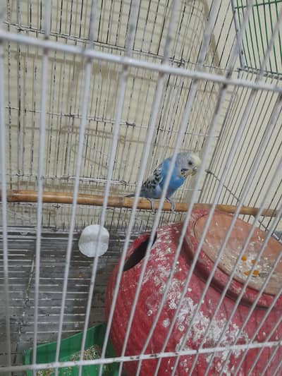 rainbow  female