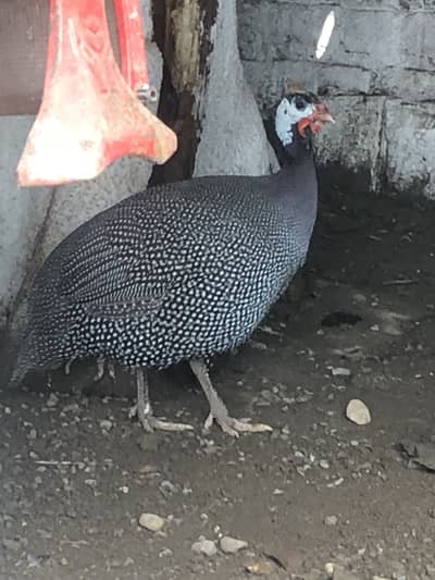 Turkey and Guinee Fowl