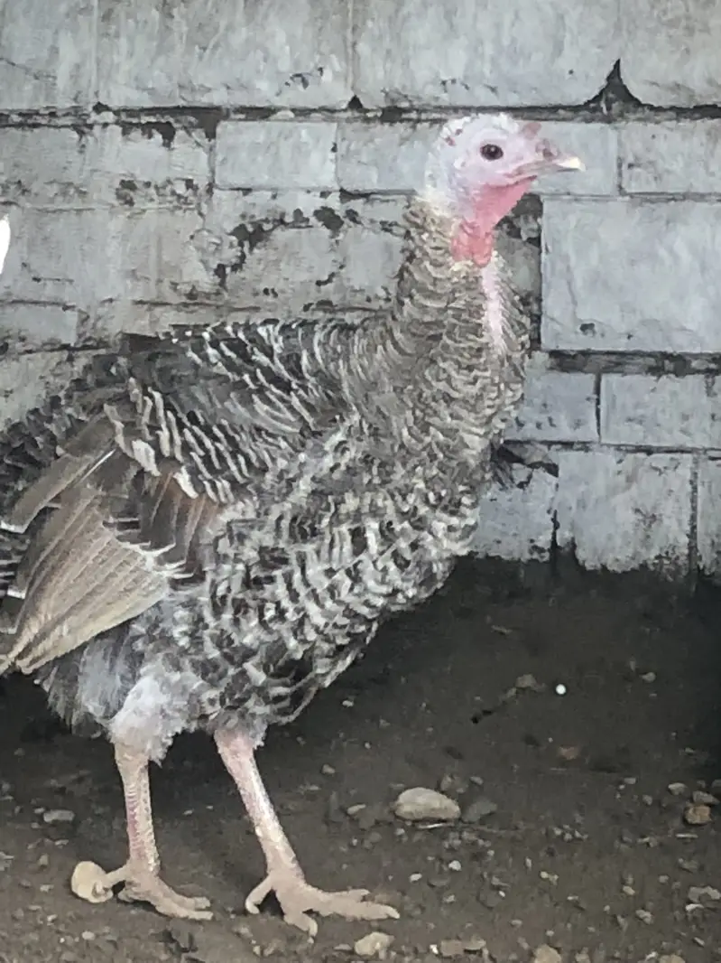 Turkey and Guinee Fowl — photo 2