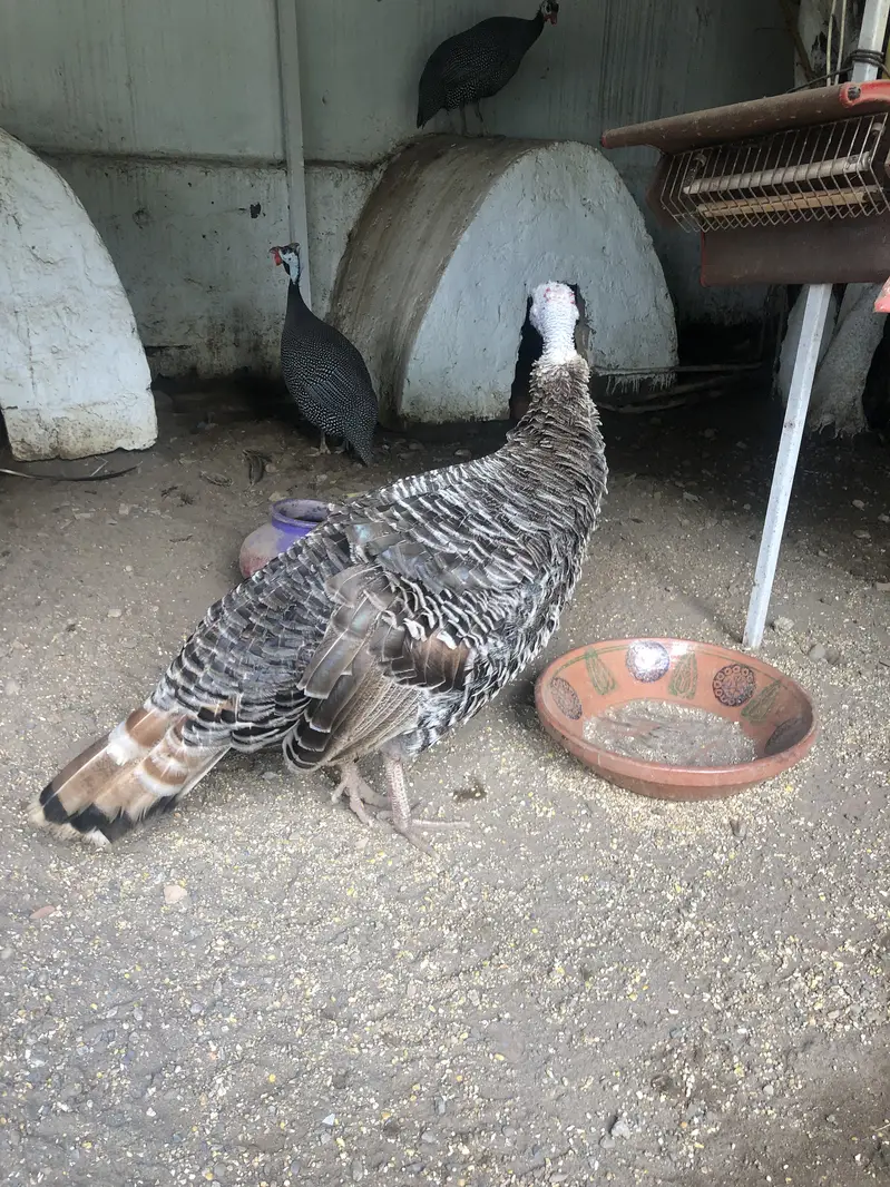 Turkey and Guinee Fowl — photo 3