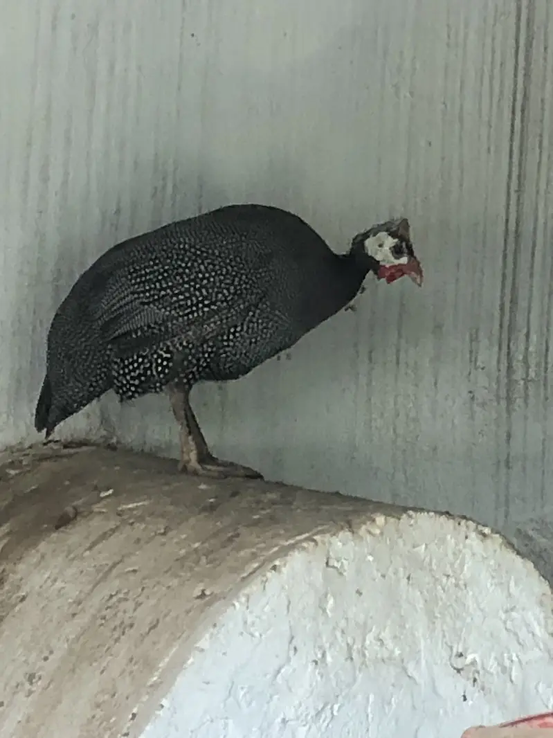 Turkey and Guinee Fowl — photo 4