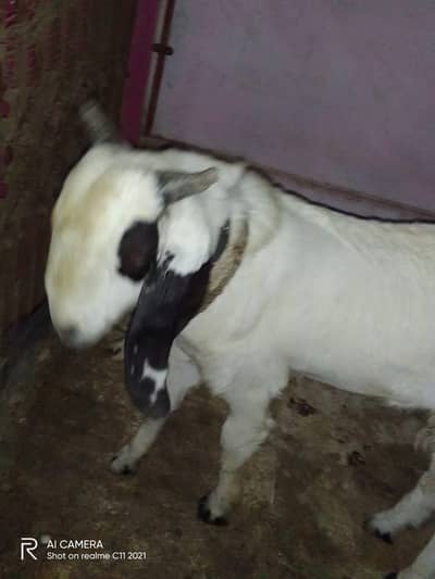 Bakra for Sell (cell: 0333-3446418)