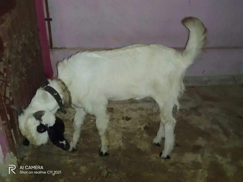 Bakra for Sell (cell: 0333-3446418) — photo 2
