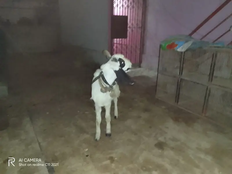 Bakra for Sell (cell: 0333-3446418) — photo 3