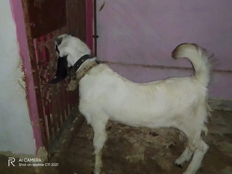 Bakra for Sell (cell: 0333-3446418) — photo 4