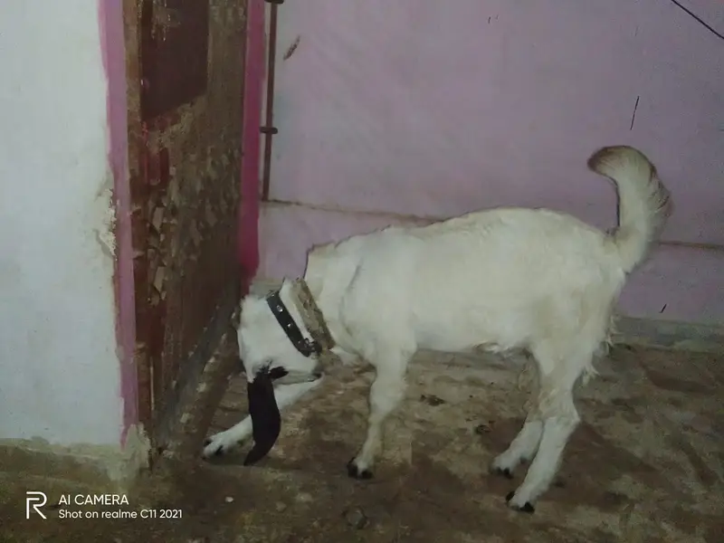 Bakra for Sell (cell: 0333-3446418) — photo 5