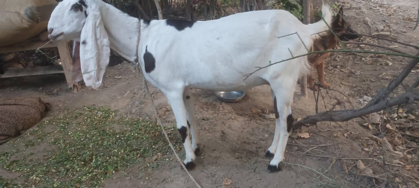 Bakri 0