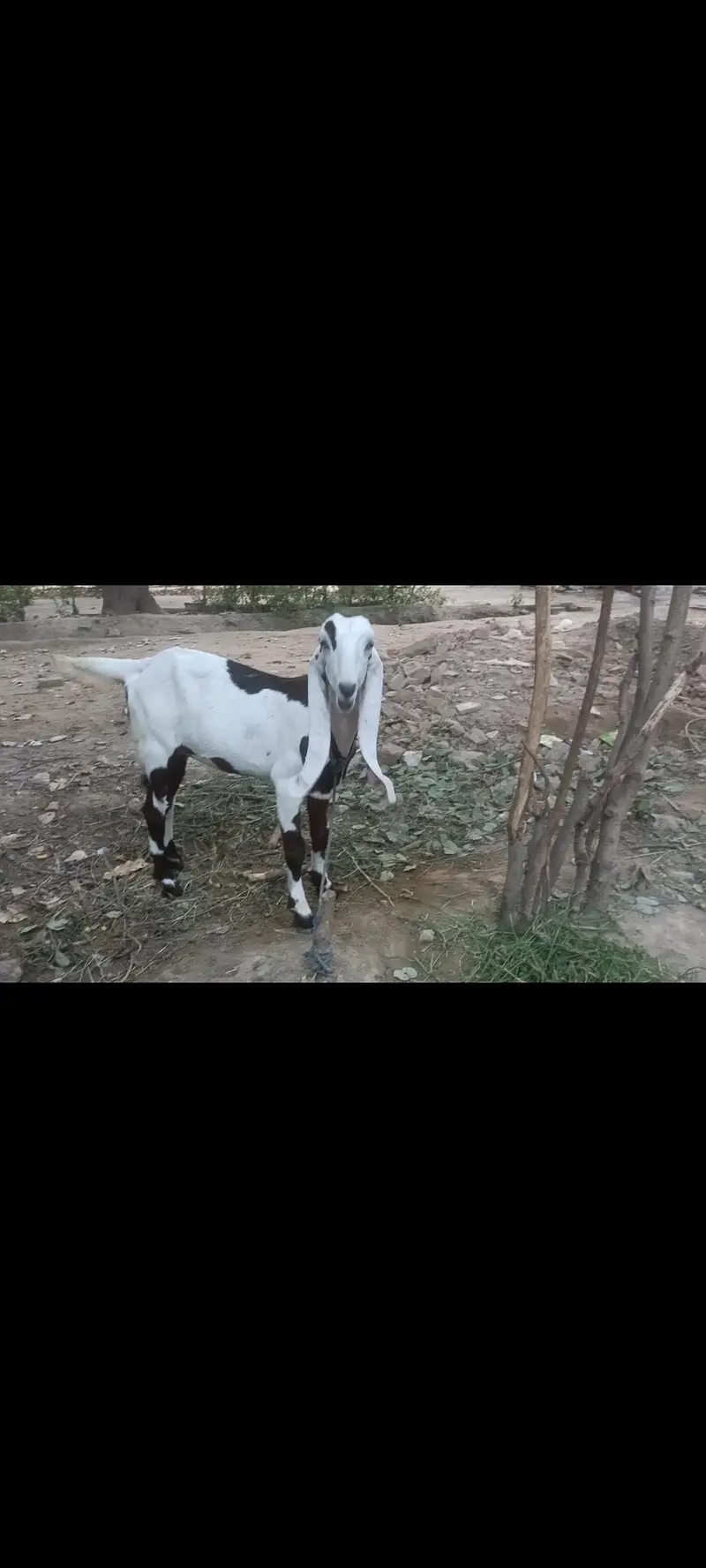 Bakri and pair — photo 2