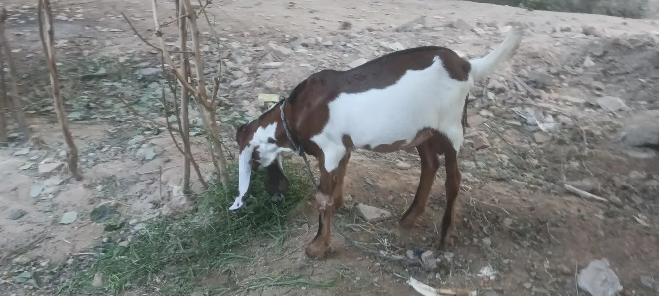 Bakri and pair — photo 3