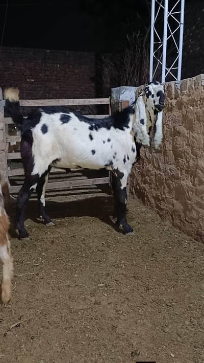 bredar bakra
