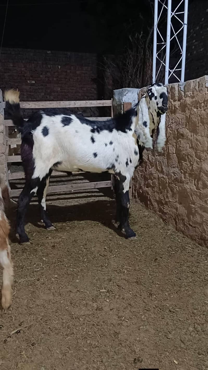 bredar bakra 0