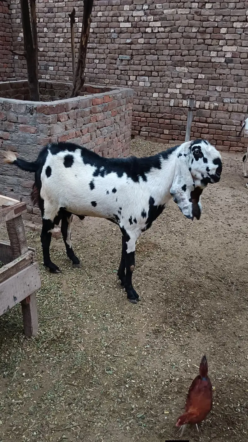 bredar bakra — photo 2