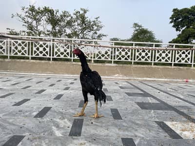Black patha available jis bhai ko chahea to wohi rabta kare