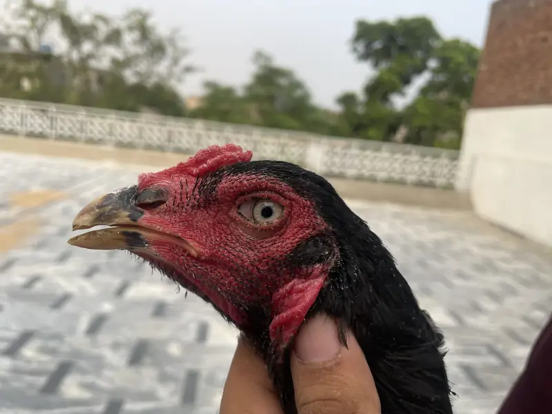 Black patha available jis bhai ko chahea to wohi rabta kare — photo 3
