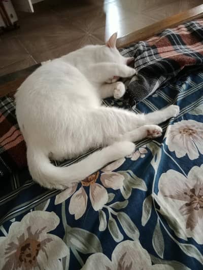 04 Cats ( 2 x males and 2 x females