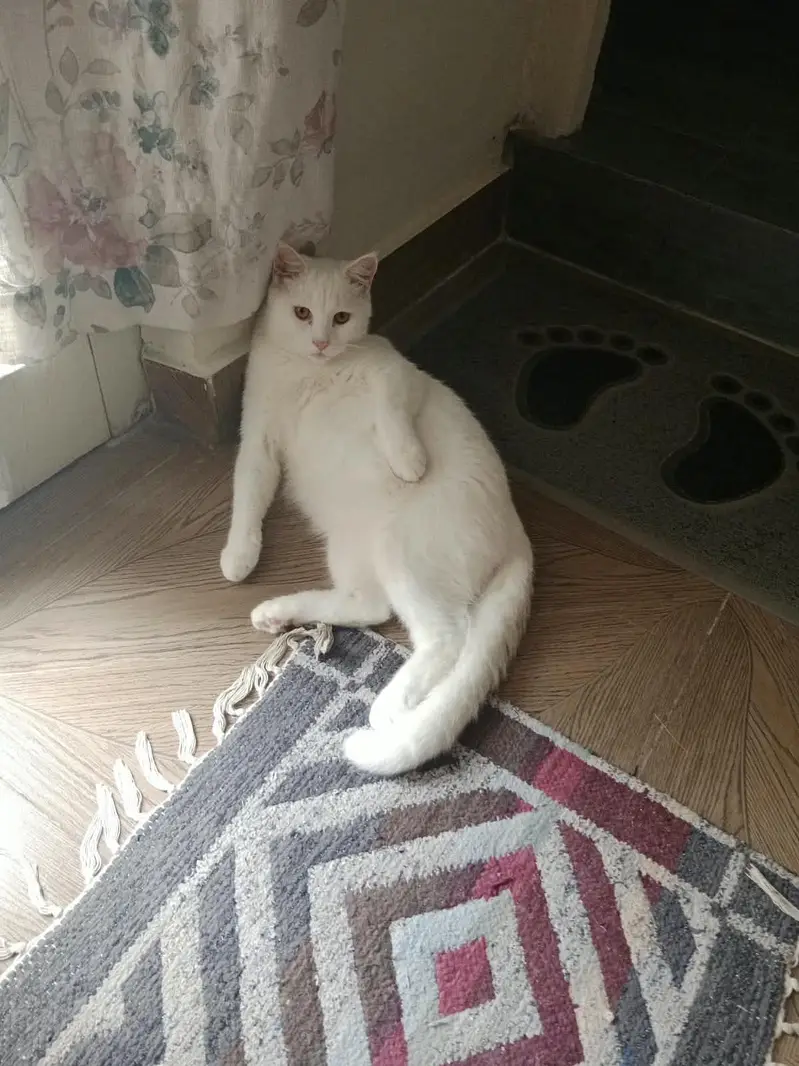 04 Cats ( 2 x males and 2 x females — photo 2