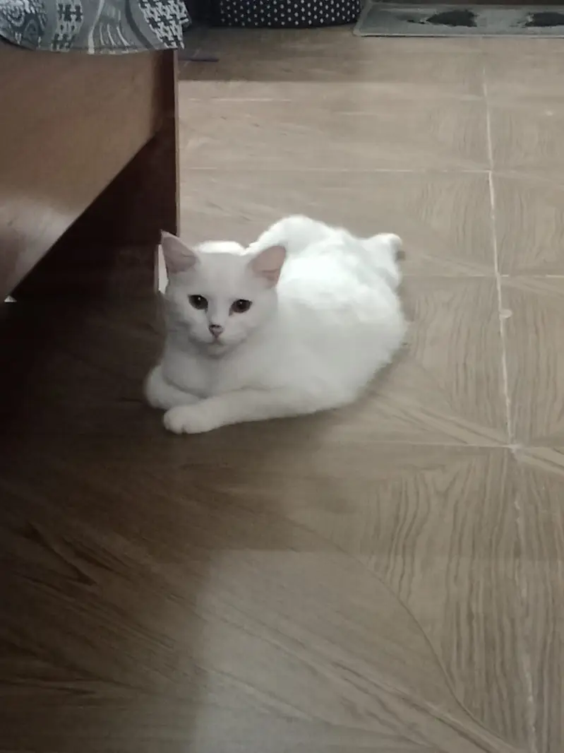 04 Cats ( 2 x males and 2 x females — photo 3