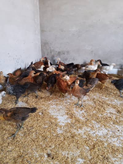 Desi golden misri pathy or pathya for sale