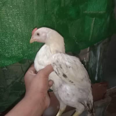 aseel heera cross  available for sale