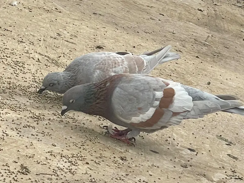 ASALAMUALIKUM FOR SALE — photo 2