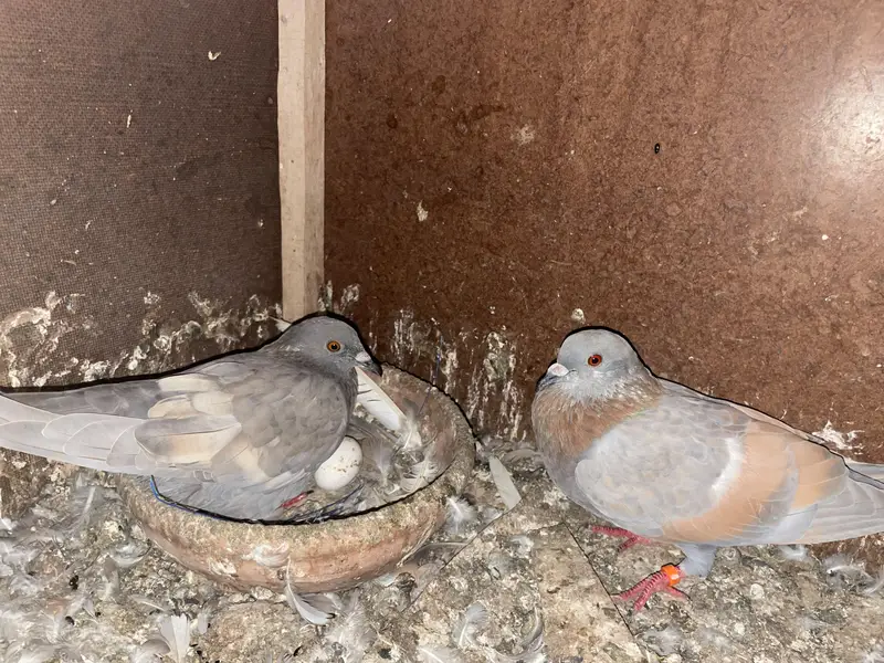 ASALAMUALIKUM FOR SALE — photo 3